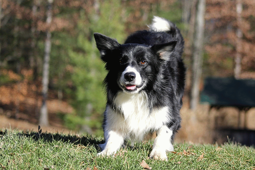 Border collie playing in the grass
