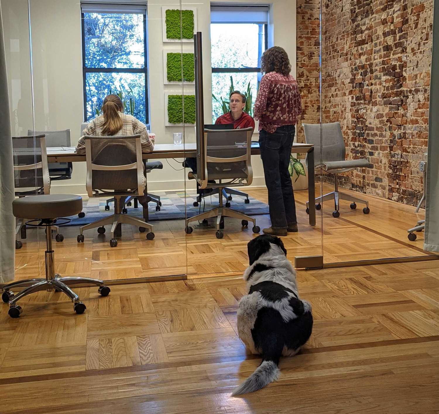 Dog in the Cognito Forms office