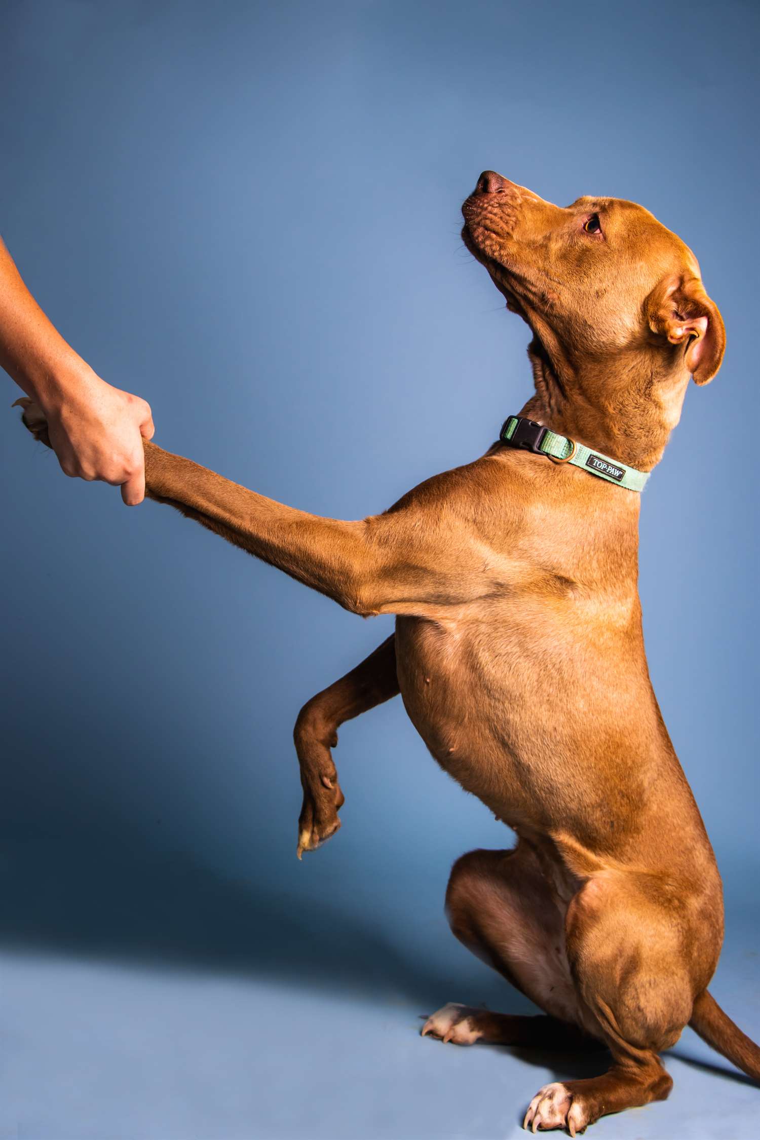 Dog shaking hand.